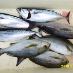 まとばや 釣果