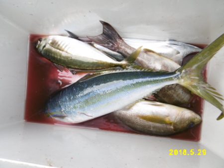 まとばや 釣果