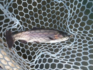 朝霞ガーデン 釣果