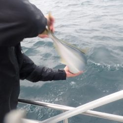 Aquanaut（アクアノート） 釣果