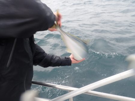 Aquanaut（アクアノート） 釣果