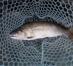 朝霞ガーデン 釣果