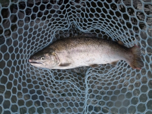 朝霞ガーデン 釣果