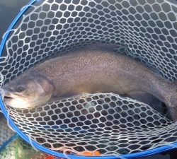 朝霞ガーデン 釣果