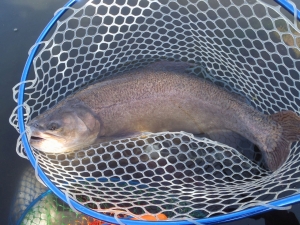 朝霞ガーデン 釣果