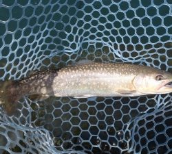 朝霞ガーデン 釣果