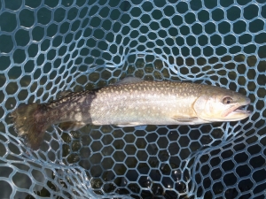 朝霞ガーデン 釣果