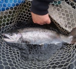 朝霞ガーデン 釣果