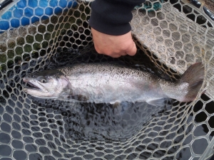 朝霞ガーデン 釣果