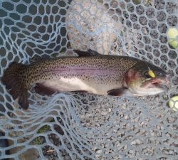 朝霞ガーデン 釣果