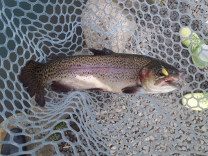 朝霞ガーデン 釣果