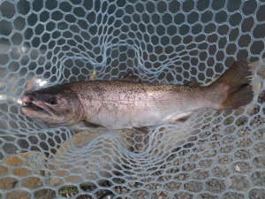 朝霞ガーデン 釣果