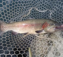 朝霞ガーデン 釣果