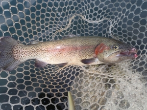 朝霞ガーデン 釣果