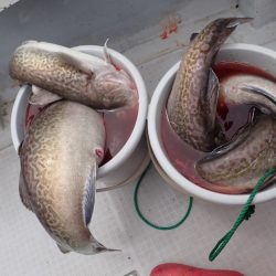 Aquanaut(アクアノート) 釣果