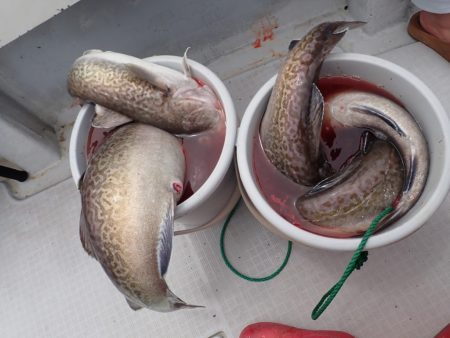 Aquanaut(アクアノート) 釣果