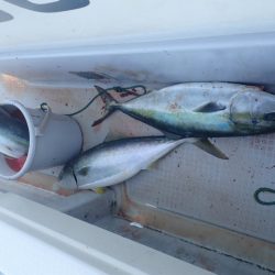 Aquanaut(アクアノート) 釣果