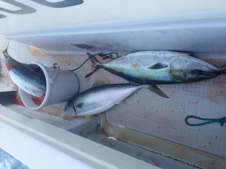 Aquanaut(アクアノート) 釣果