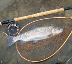 会津大川（会津非出資漁業協同組合） 釣果