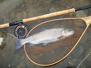 会津大川（会津非出資漁業協同組合） 釣果