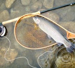 会津大川（会津非出資漁業協同組合） 釣果