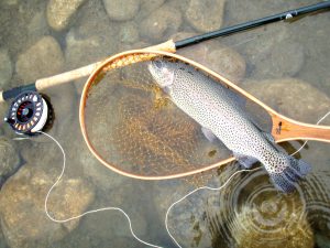 会津大川（会津非出資漁業協同組合） 釣果