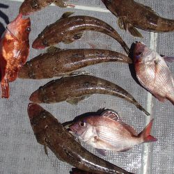 久六釣船 釣果