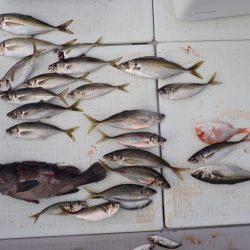 Aquanaut（アクアノート） 釣果