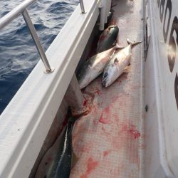 Aquanaut(アクアノート) 釣果