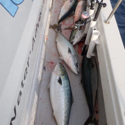 Aquanaut(アクアノート) 釣果