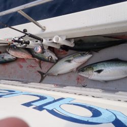 Aquanaut(アクアノート) 釣果