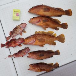 Aquanaut(アクアノート) 釣果