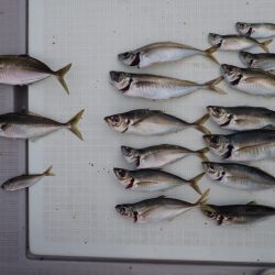 Aquanaut(アクアノート) 釣果