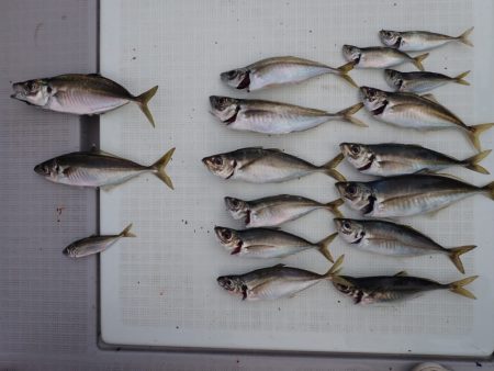 Aquanaut(アクアノート) 釣果