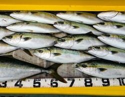 火遠理丸（ほおりまる） 釣果