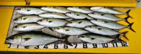 火遠理丸（ほおりまる） 釣果