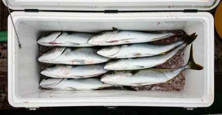 火遠理丸（ほおりまる） 釣果