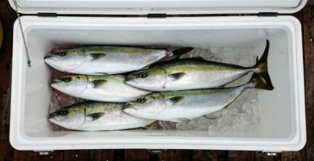 火遠理丸（ほおりまる） 釣果