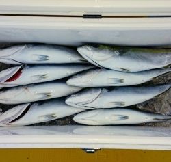 火遠理丸（ほおりまる） 釣果