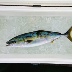 火遠理丸（ほおりまる） 釣果