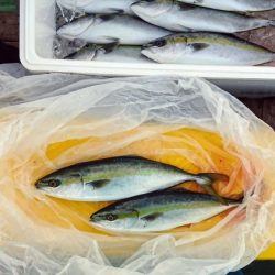 火遠理丸（ほおりまる） 釣果