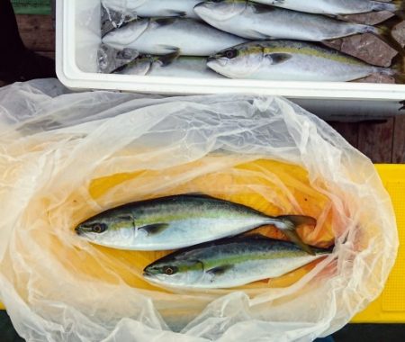 火遠理丸（ほおりまる） 釣果