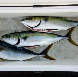 火遠理丸（ほおりまる） 釣果