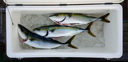 火遠理丸（ほおりまる） 釣果