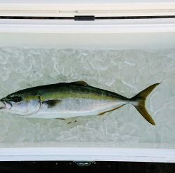 火遠理丸（ほおりまる） 釣果