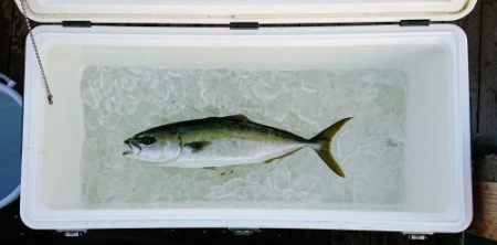 火遠理丸（ほおりまる） 釣果