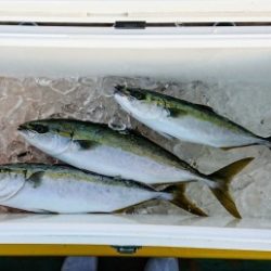 火遠理丸（ほおりまる） 釣果