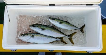 火遠理丸（ほおりまる） 釣果