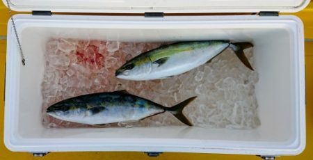 火遠理丸（ほおりまる） 釣果