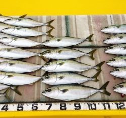 火遠理丸（ほおりまる） 釣果